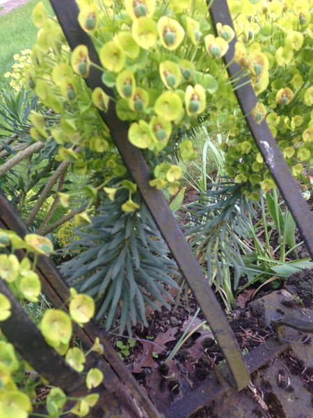 What is this plant?