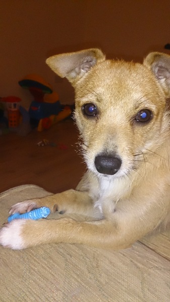 Ddog neutered on Friday! Now peeing all over the house!
