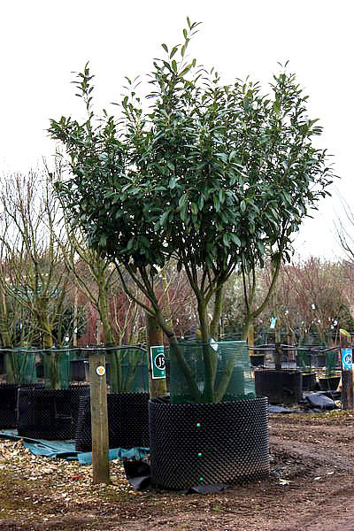 Turning a laurel into a tree - guidance needed!