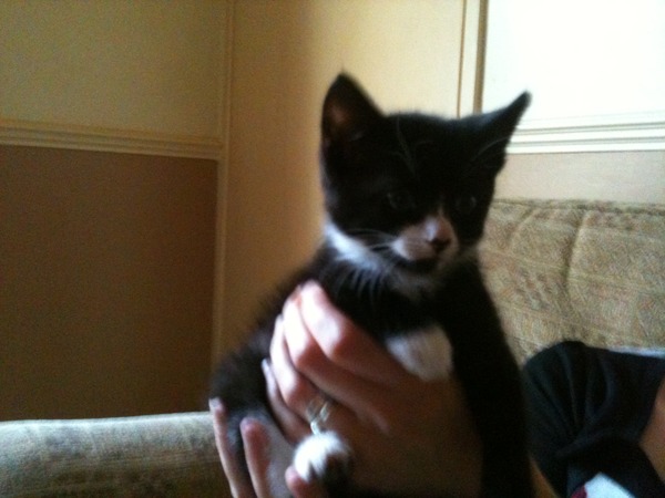 Lovely thread about our cats.