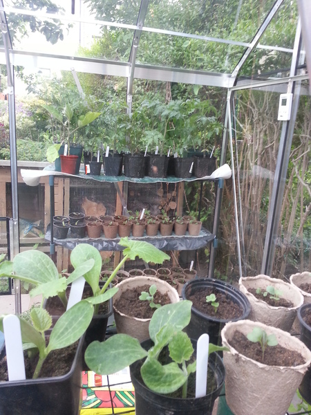 The 2015 Allotment / Veg Patch Thread Part 3 already!