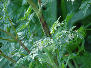 Hemlock!!! EEK- how to dispose of it?