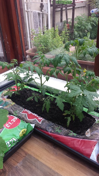 The 2015 Allotment / Veg Patch Thread Part 3 already!