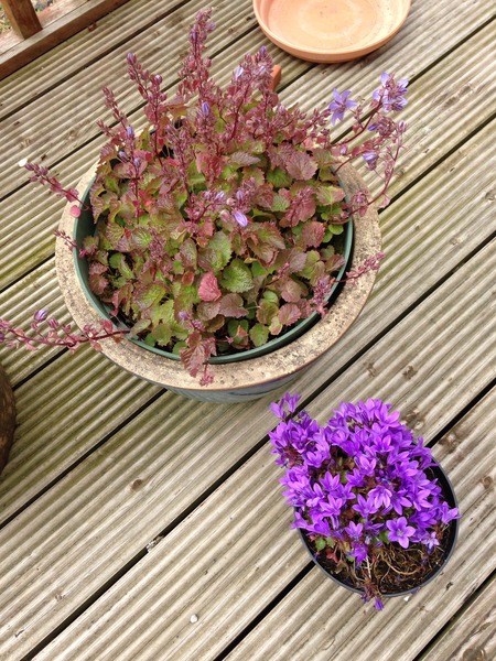 What are these and where should I plant them?
