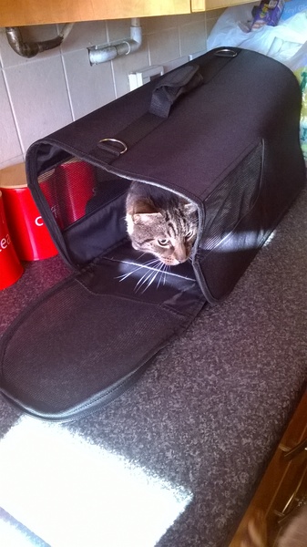 I can't find my cat anywhere (lighthearted)