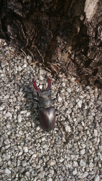 What is this creature?