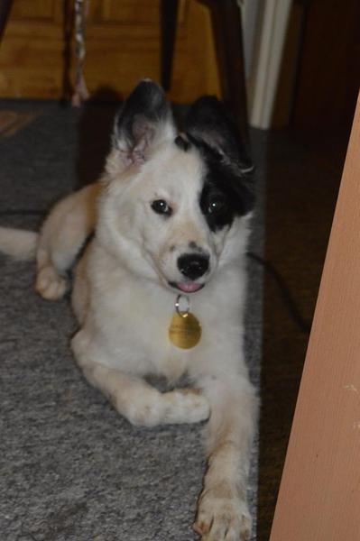 Its BurningBridges whose dog died 10 weeks ago - am I really getting a rescue next week?  Worried.