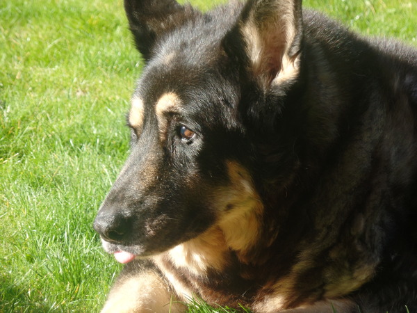 My dog was put to sleep today :(