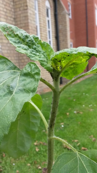 Swagger Inn: Thread 98 - Keep Wenching, How Else Do We Know We're Truly Alive?