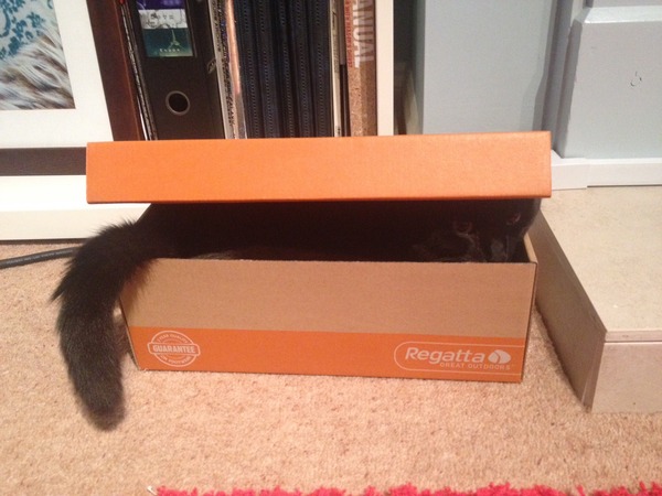 I can't find my cat anywhere (lighthearted)