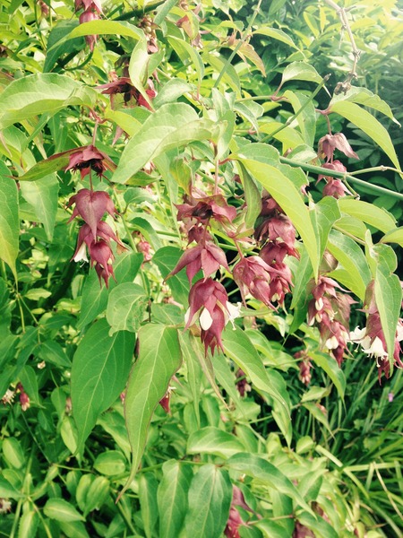 What plant is this and how do I look after it?