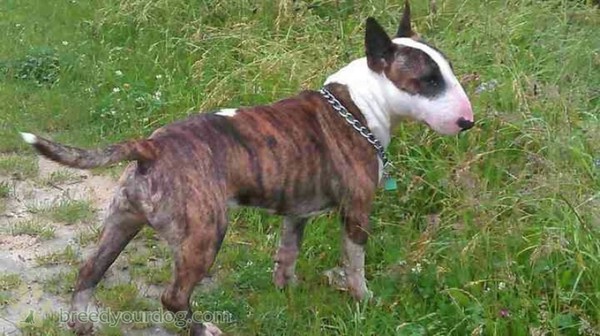Not to understand why anyone could choose to have those ugly looking dogs?