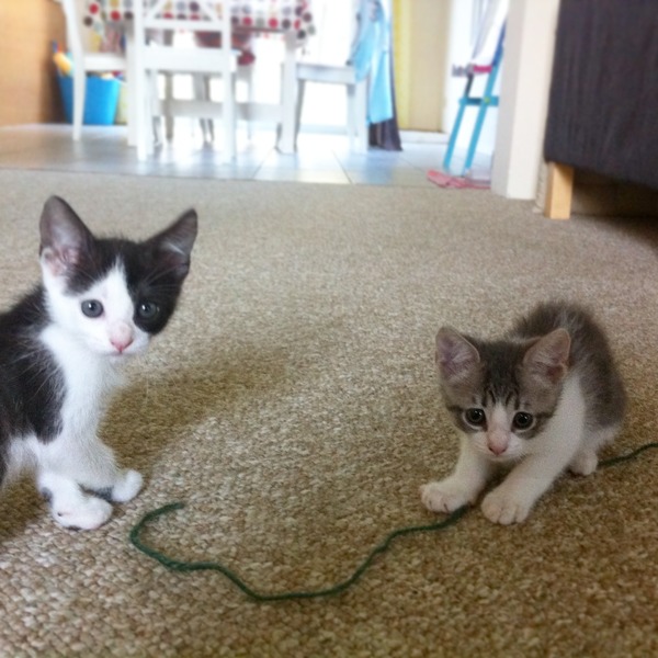 Chewing toys for kittens?