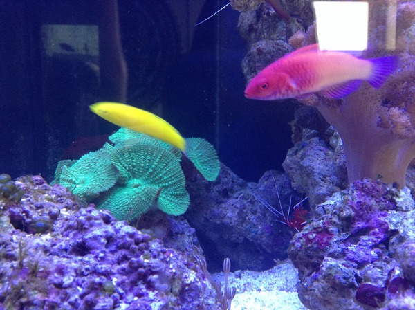 Any reefers out there?