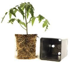 Can I plant these tomato seedlings straight outside now?