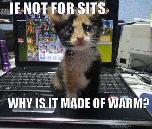 Aibu to move the cat off the laptop?!