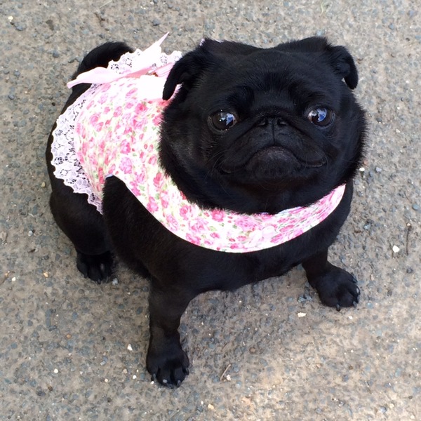 Not to understand why anyone could choose to have those ugly looking dogs?