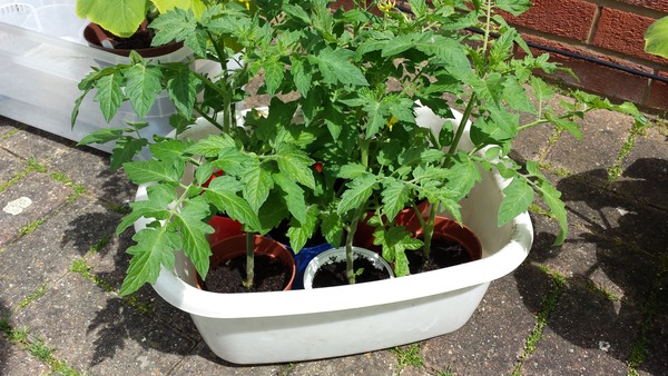 The 2015 Allotment / Veg Patch Thread Part 3 already!
