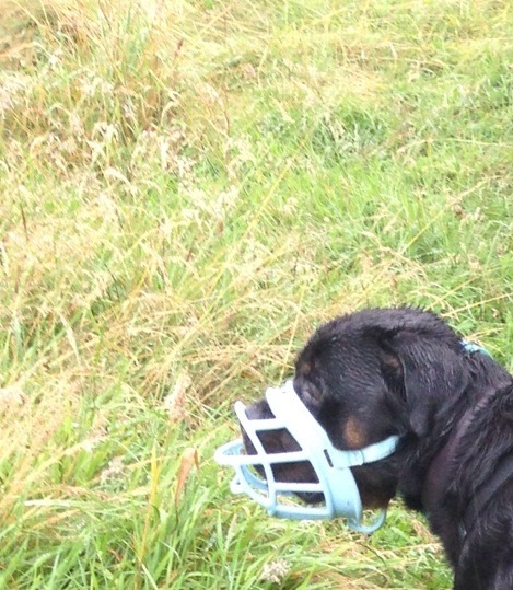 Why do ppl let their dogs run up to yrs!!
