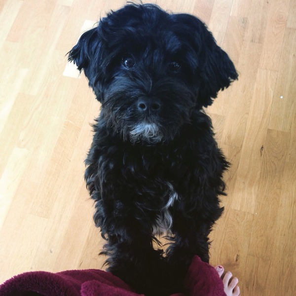 Dog type- smallish, easy to train, calm, not too strong, up to 1 hr walk a day