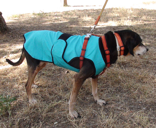 Dpup HATES summer!