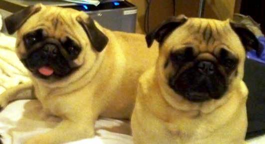Not to understand why anyone could choose to have those ugly looking dogs?