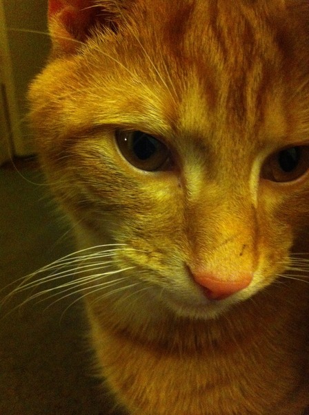 Lovely thread about our cats.