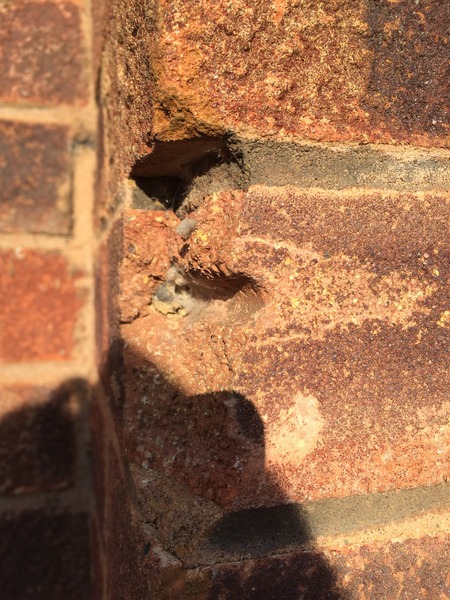 Wtf is eating my house?