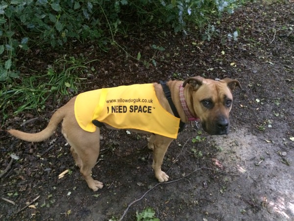 Why do ppl let their dogs run up to yrs!!