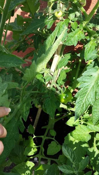 The 2015 Allotment / Veg Patch Thread Part 3 already!