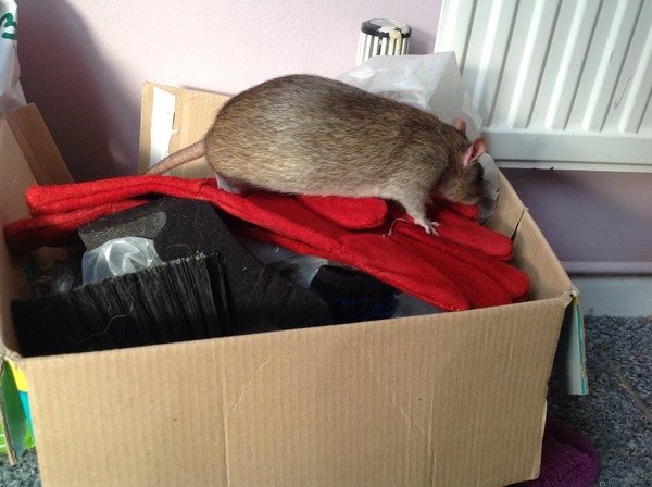 Get your rat[s] out!