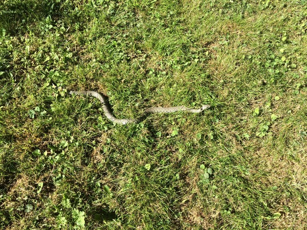 to think slow worms are lovley