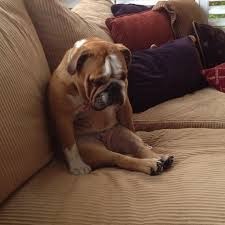 To feel hurt that my lovely dog licking someone caused such distress.