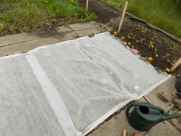 The 2015 Allotment / Veg Patch Thread Part 3 already!