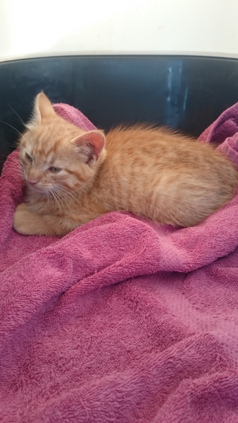 We have a new little fur baby! And he needs a name!