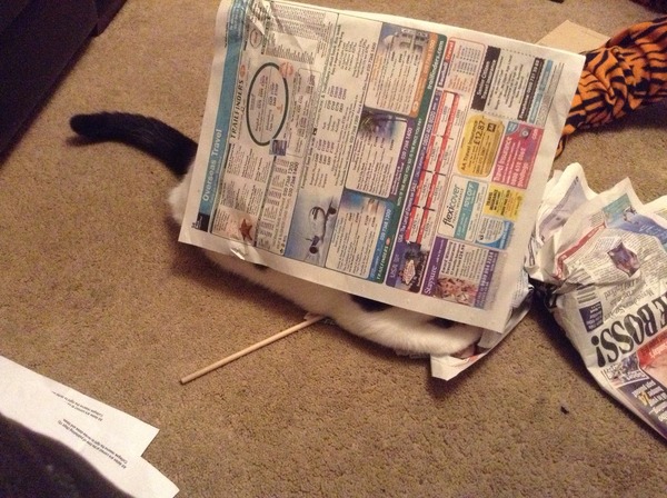 I can't find my cat anywhere (lighthearted)