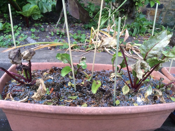 The 2015 Allotment / Veg Patch Thread Part 3 already!