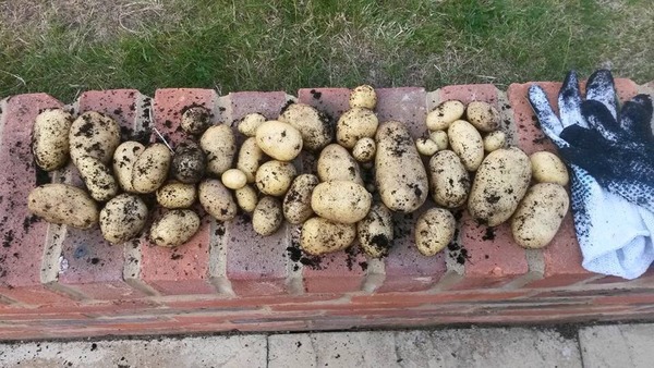The 2015 Allotment / Veg Patch Thread Part 3 already!