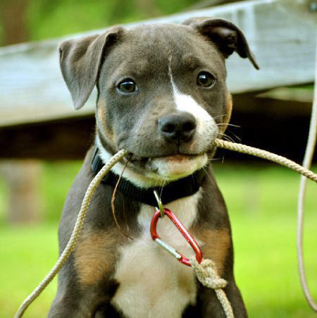 Not to understand why anyone could choose to have those ugly looking dogs?