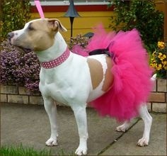 dog walking clothes