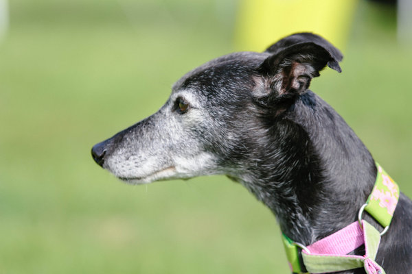 Rehoming a lurcher this weekend... What are the essentials and where to buy?