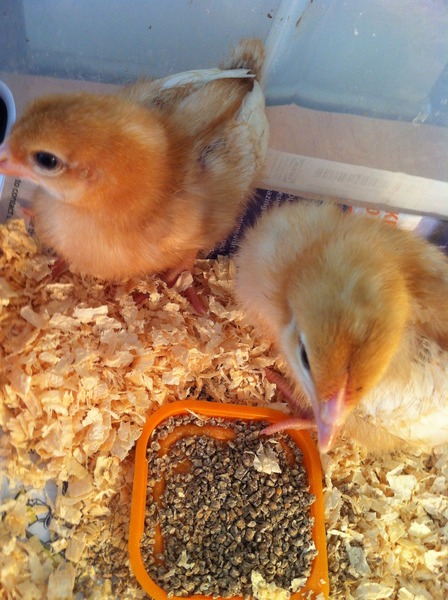 These be our very C's & our U's 'N our T's proudly JSing their way to poetic BFPs in #49.Together we Shall take off our robes (to shag),put on our crowns (to copulate);we have/immortal longings in us!