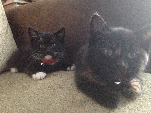 we have new kittens âº