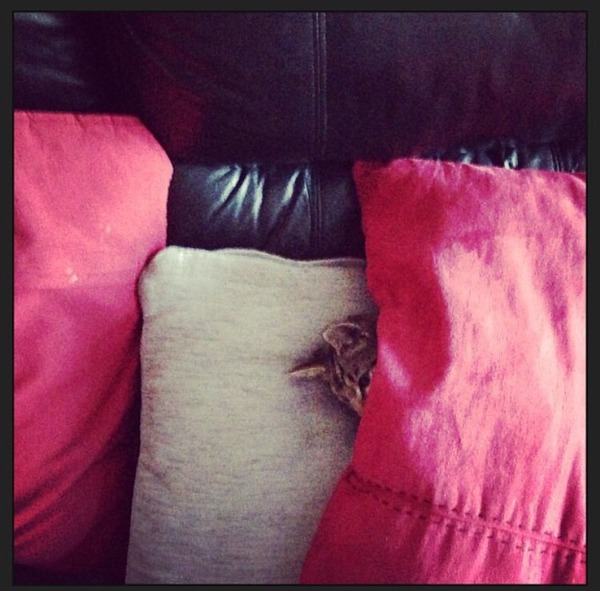 I can't find my cat anywhere (lighthearted)