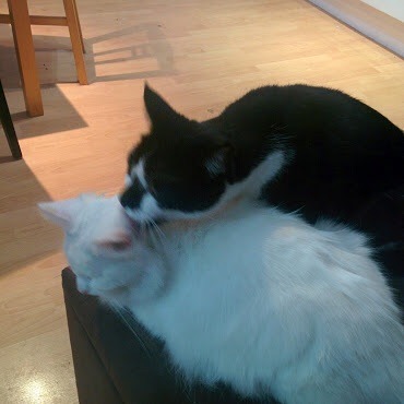 Lovely thread about our cats.