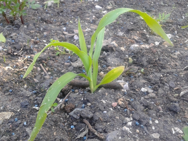 Has anyone grown sweetcorn?