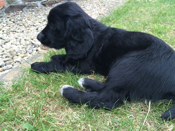 New puppy survival