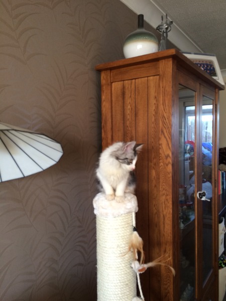 Scratch post / scratch board recommendations?