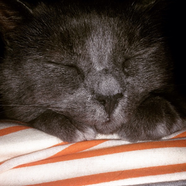 Lovely thread about our cats.