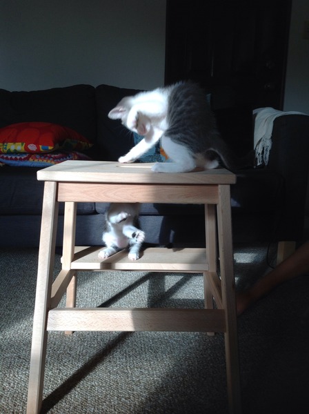 Chewing toys for kittens?